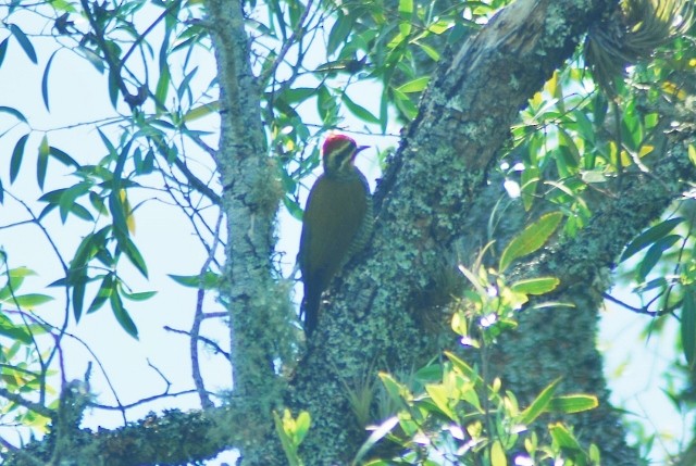 White-browed Woodpecker - Martin Abreu