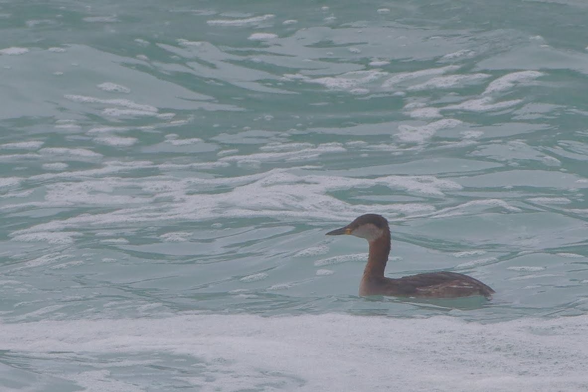 Red-necked Grebe - ML149183851
