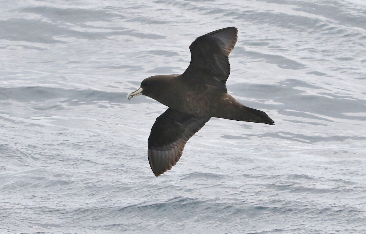 White-chinned Petrel - James Bailey 🐦