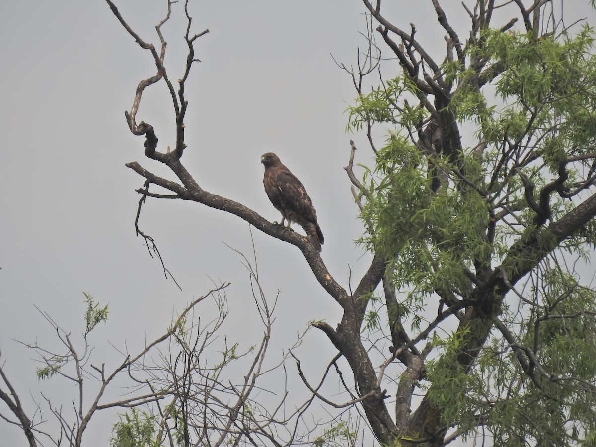 Red-tailed Hawk - ML149184871