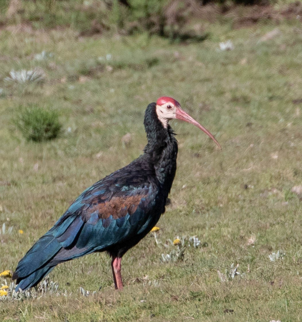 ibis jihoafrický - ML149184891