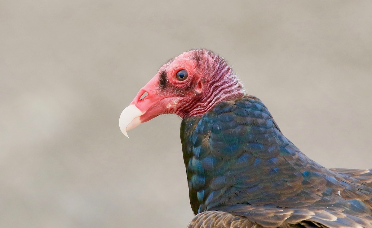 Turkey Vulture - Roger Zachary
