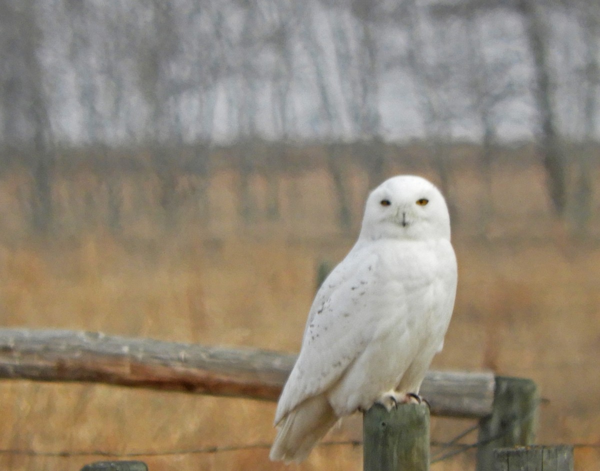 Snowy Owl - Ray Wershler