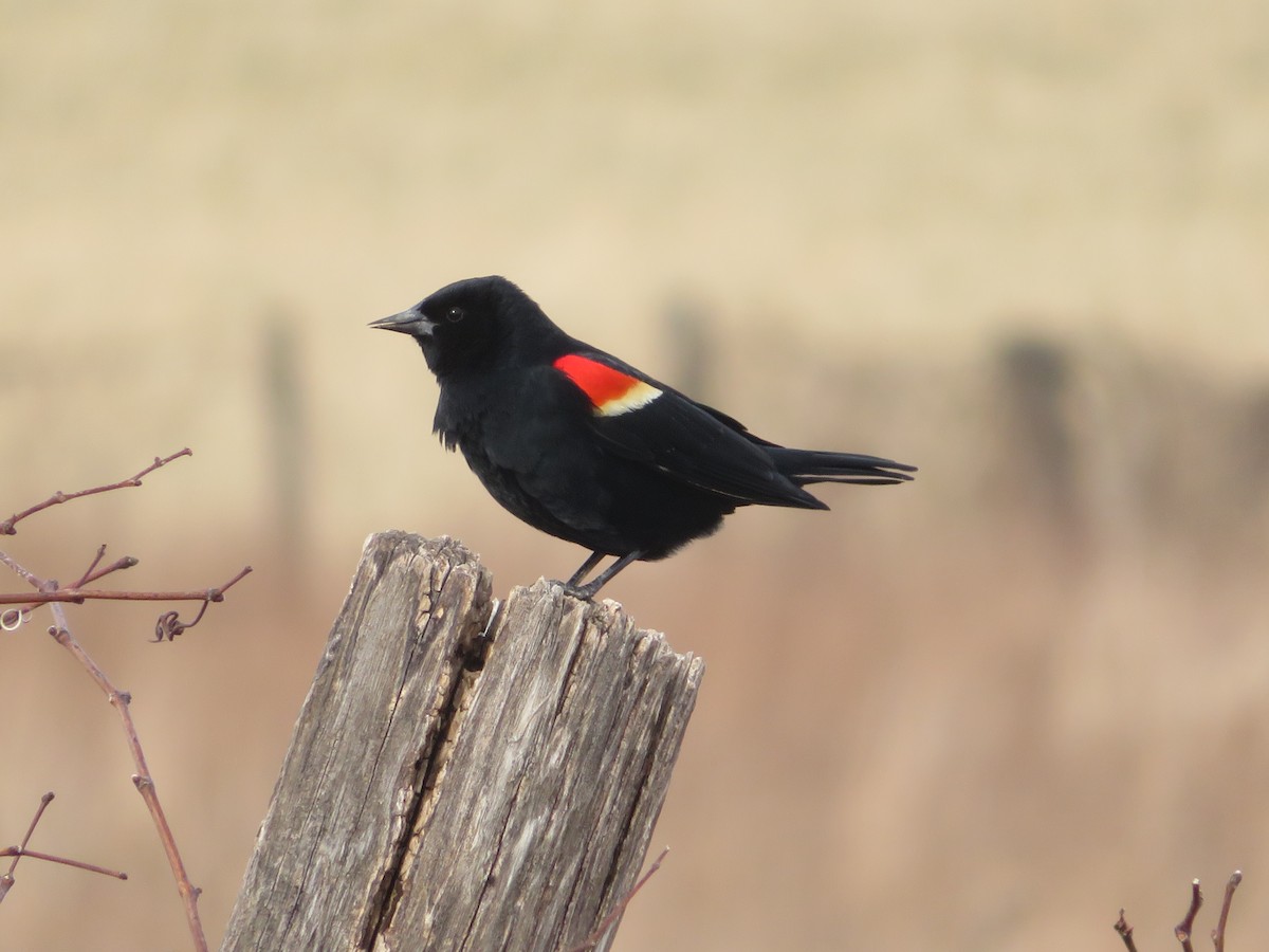 Red-winged Blackbird - karl  schmidt