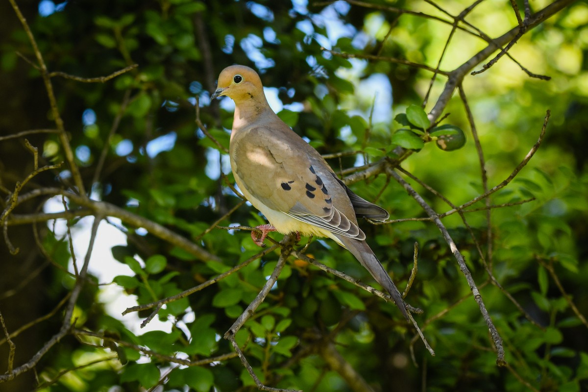 Mourning Dove - Austin Bell