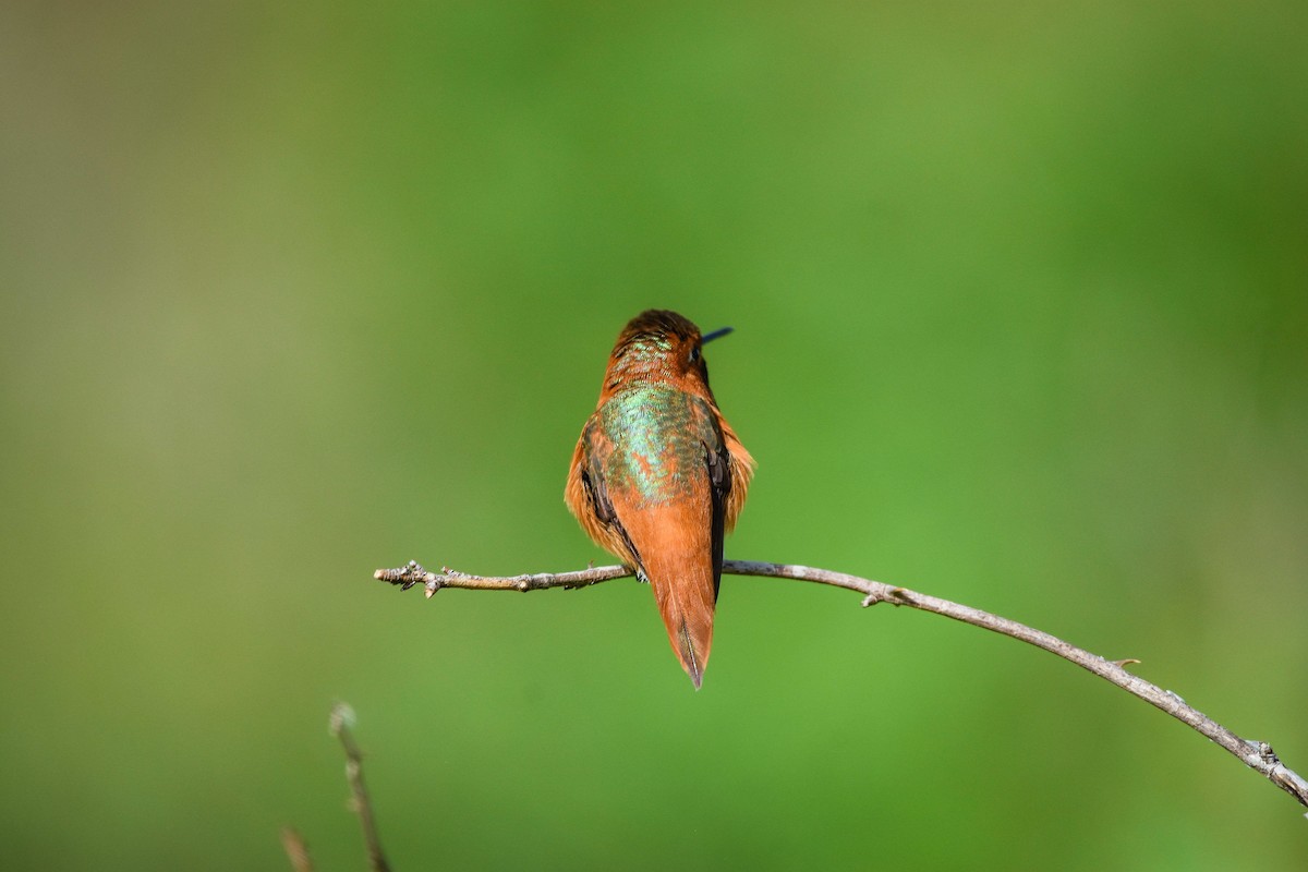 Allen's Hummingbird - Austin Bell