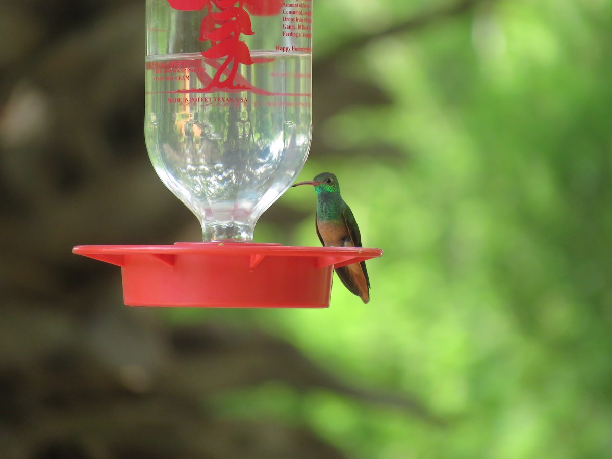 Buff-bellied Hummingbird (Northern) - Cole DiFabio