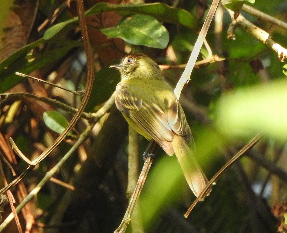 Sepia-capped Flycatcher - Ad Konings