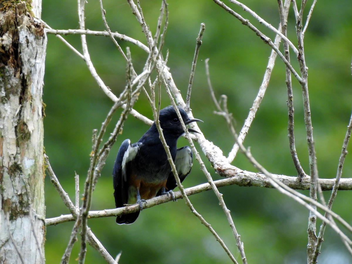 Swallow-winged Puffbird - Amadeo Perdomo Rojas