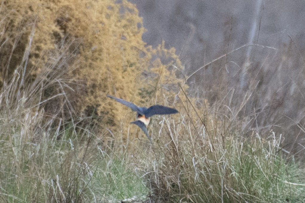Red-rumped Swallow - ML149191651