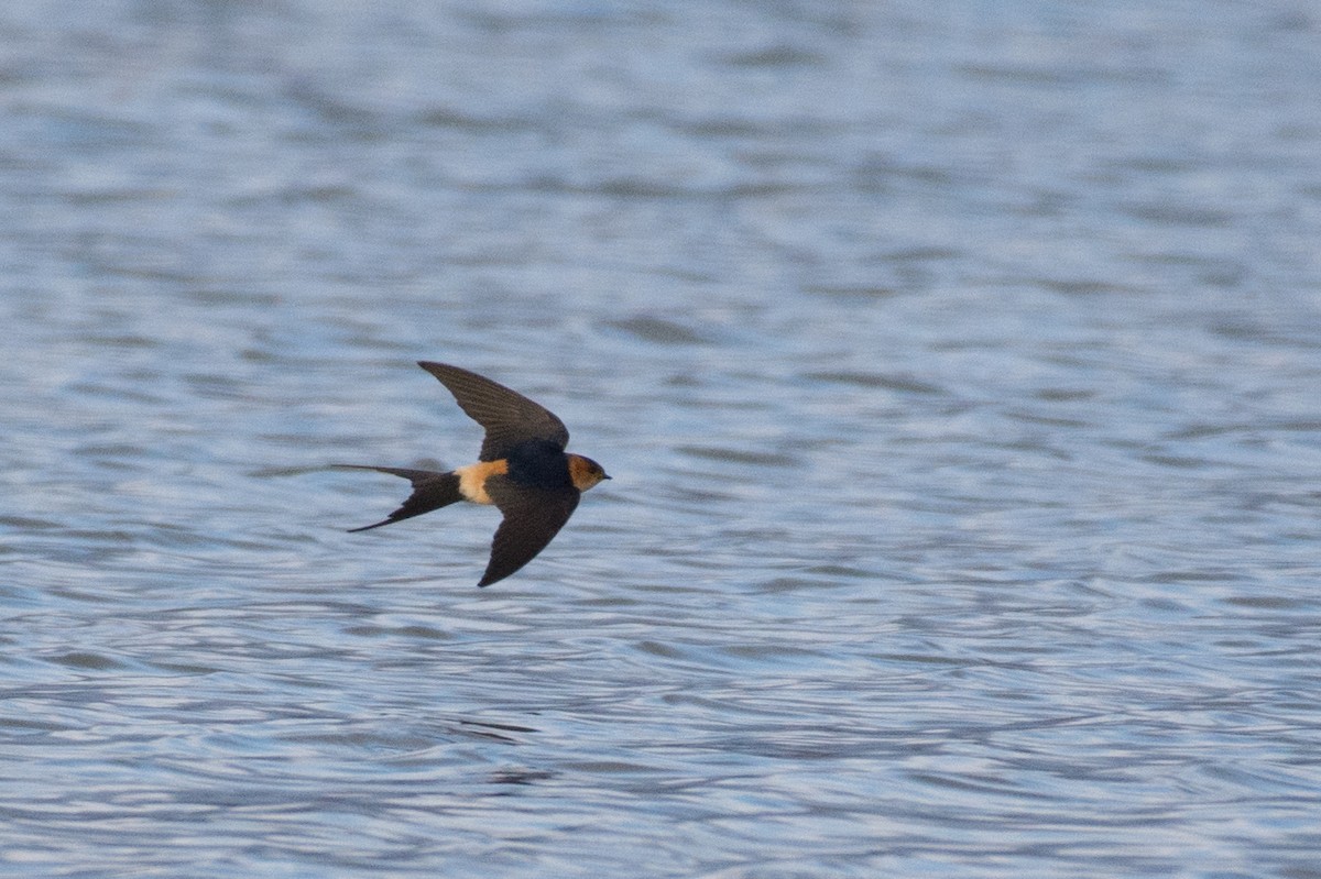 Red-rumped Swallow - ML149191671