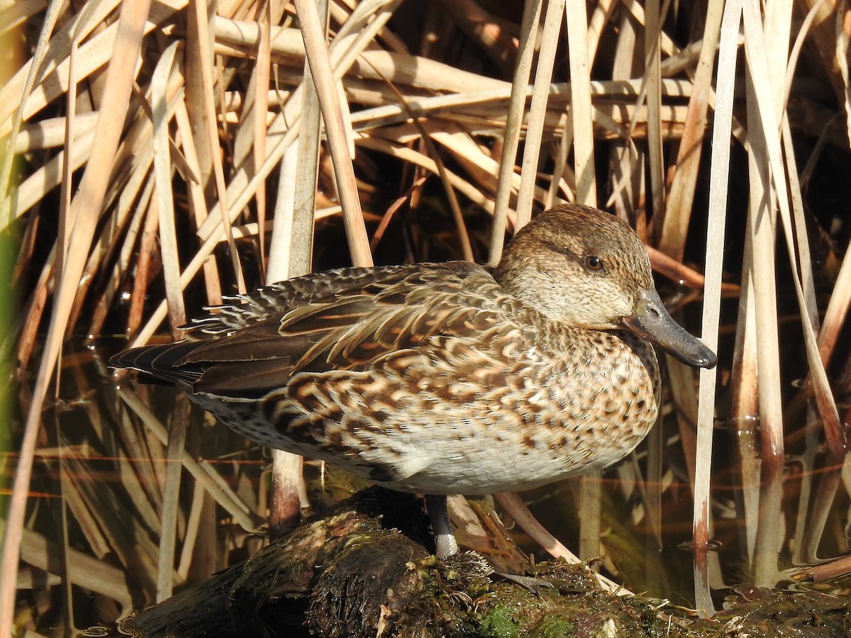 Green-winged Teal - ML149193111