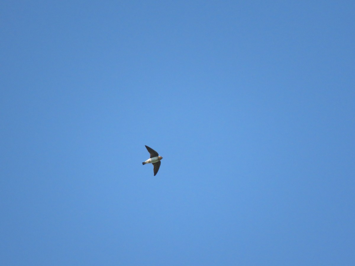 Cave Swallow (Texas) - ML149193201