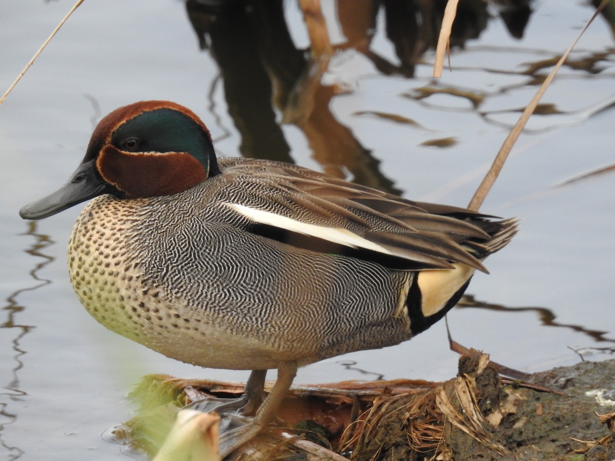 Green-winged Teal - ML149193821