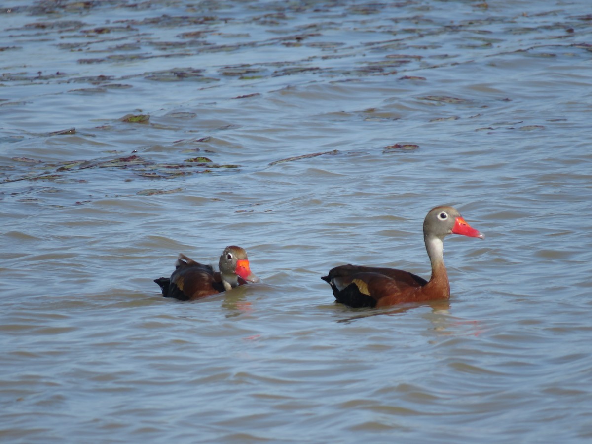 Black-bellied Whistling-Duck (fulgens) - ML149193961