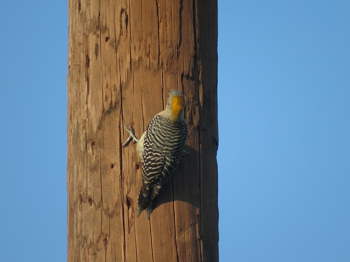 Golden-fronted Woodpecker (Northern) - ML149195111