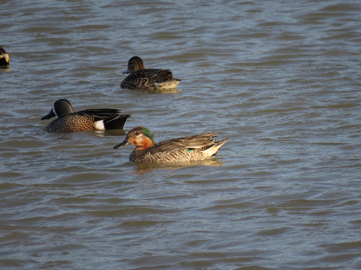 Green-winged Teal (American) - Cole DiFabio