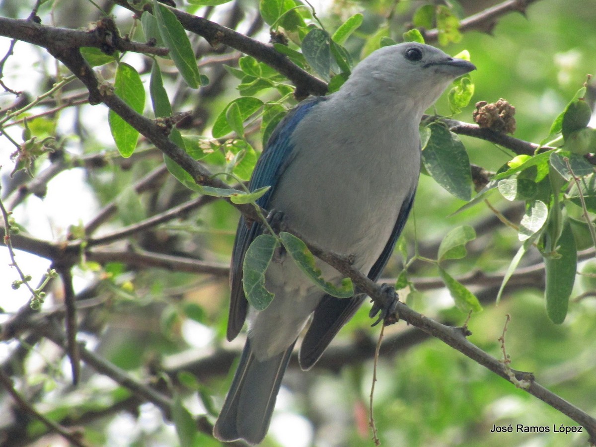 Blue-gray Tanager - ML149196931
