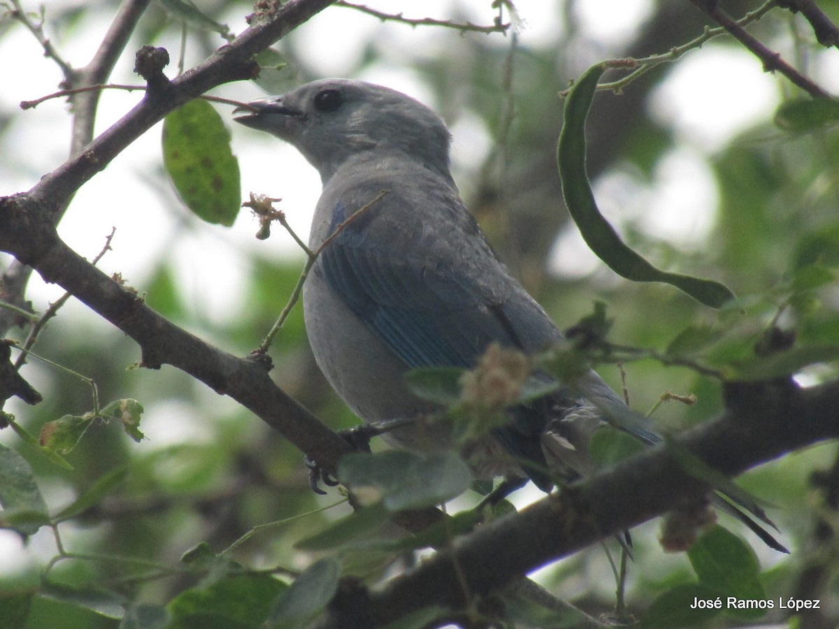 Blue-gray Tanager - ML149196941