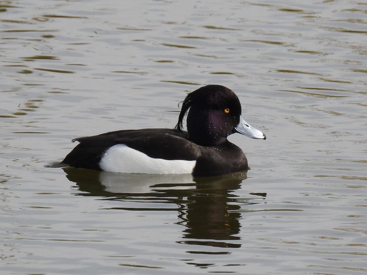 Tufted Duck - ML149198951