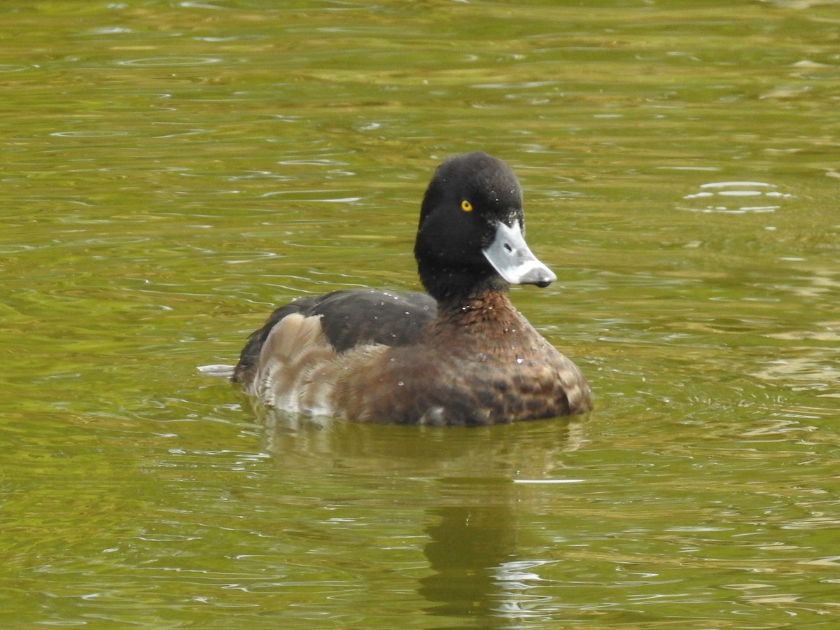 Tufted Duck - ML149199091