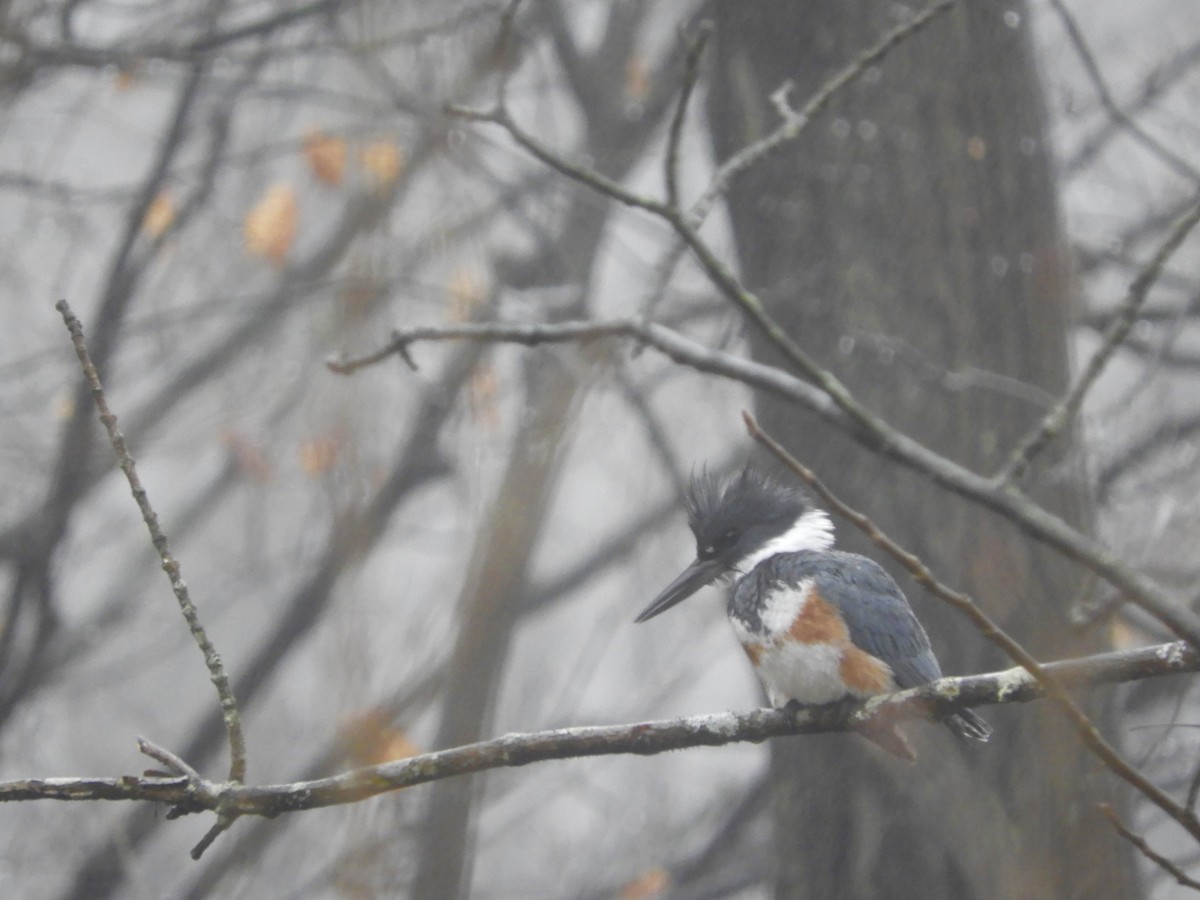 Belted Kingfisher - Colin Danch