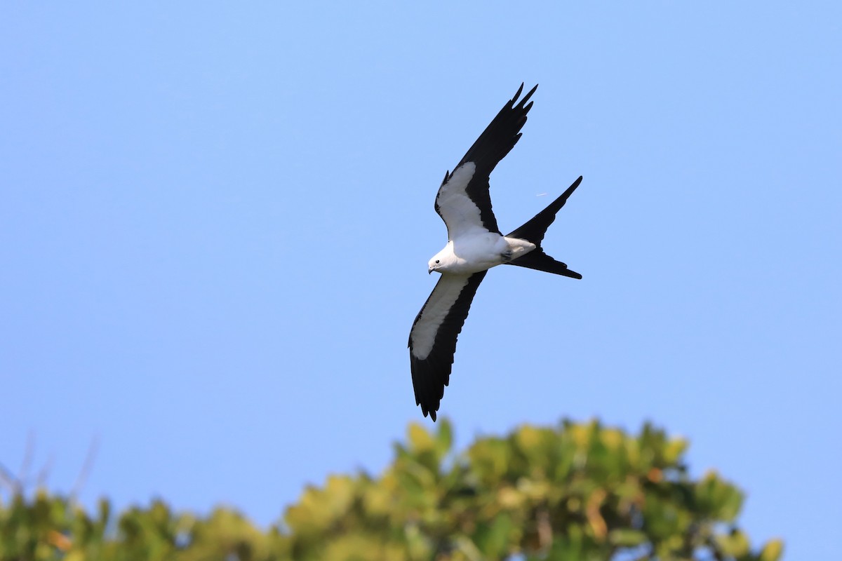 Swallow-tailed Kite - ML149200531