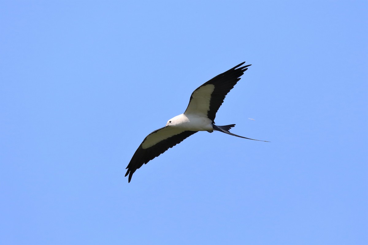 Swallow-tailed Kite - ML149200631