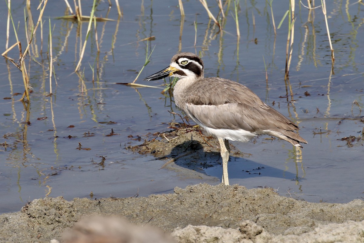 Great Thick-knee - Charley Hesse TROPICAL BIRDING