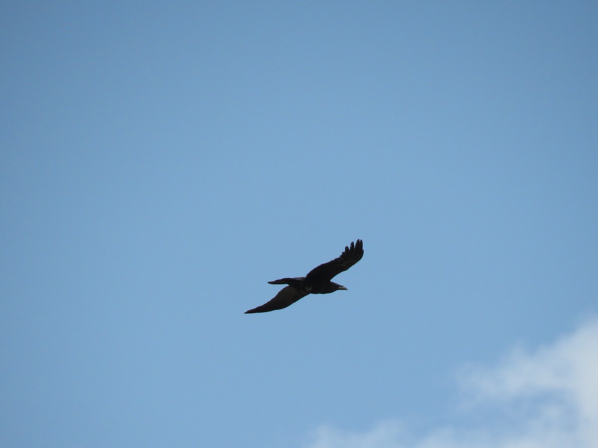 Chihuahuan Raven - ML149201181