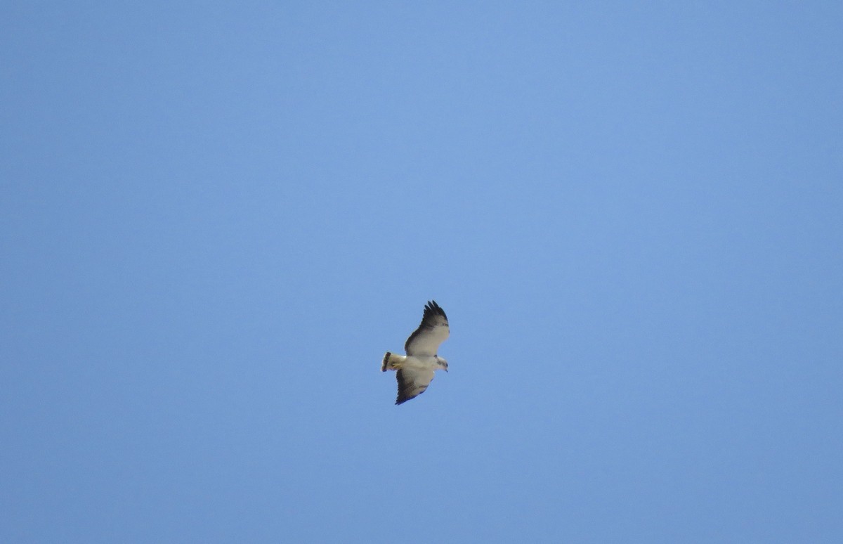 White-tailed Hawk - Cole DiFabio