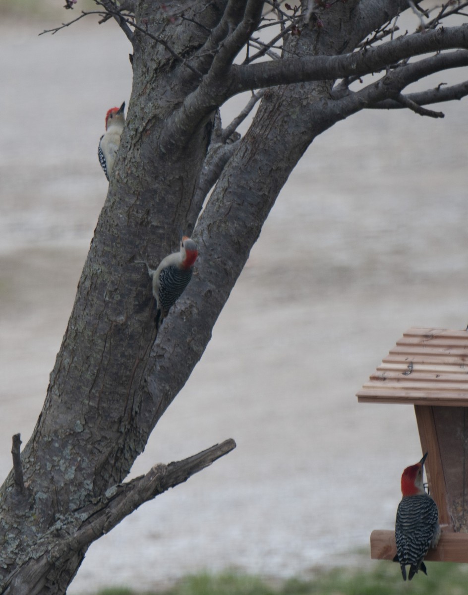 Red-bellied Woodpecker - ML149201871