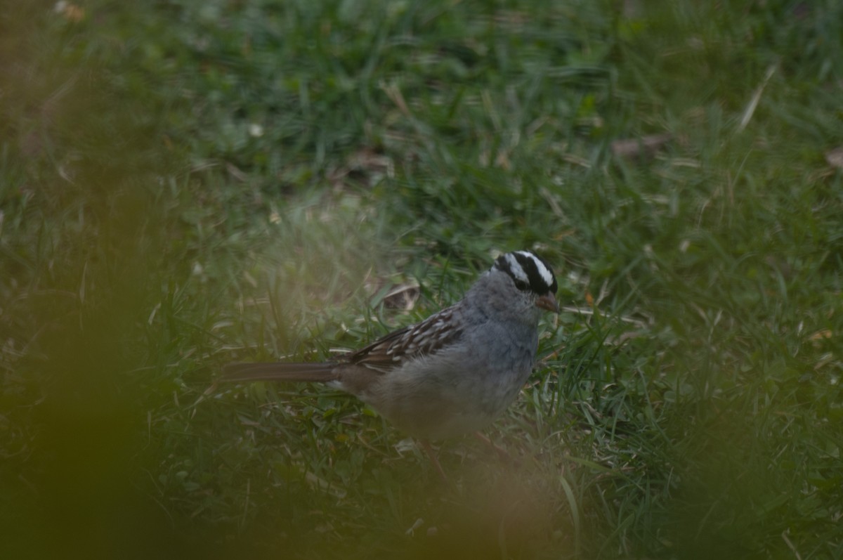 White-crowned Sparrow - ML149201951