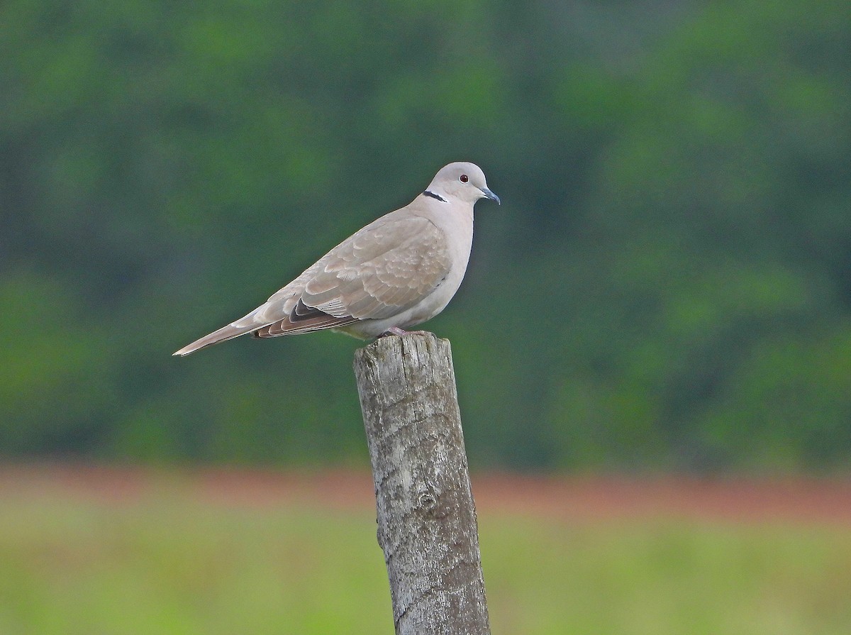 Eurasian Collared-Dove - James R. Hill, III