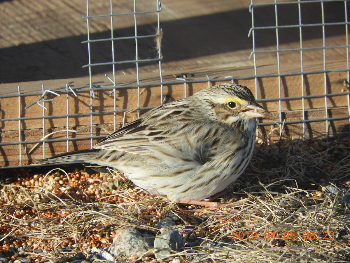 Savannah Sparrow (Ipswich) - ML149206241