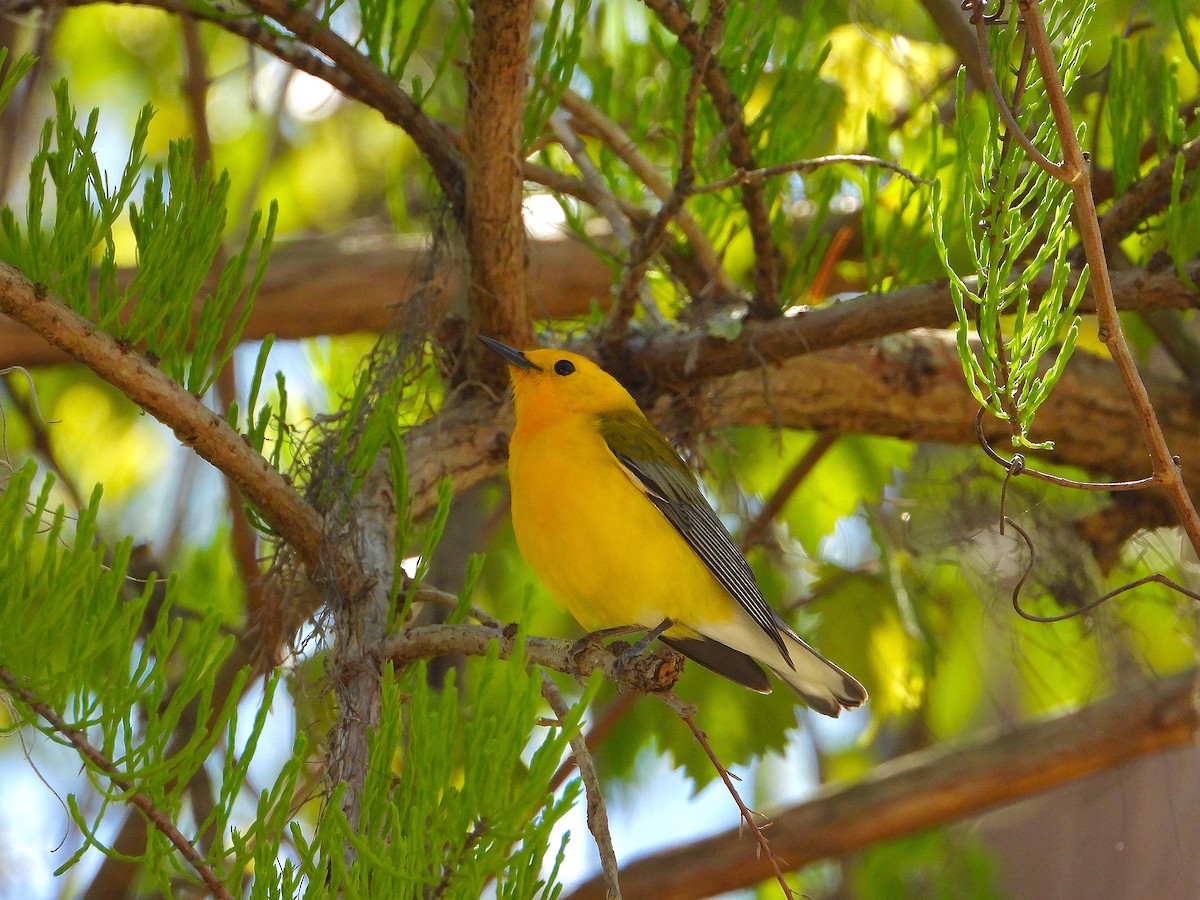 Prothonotary Warbler - James R. Hill, III
