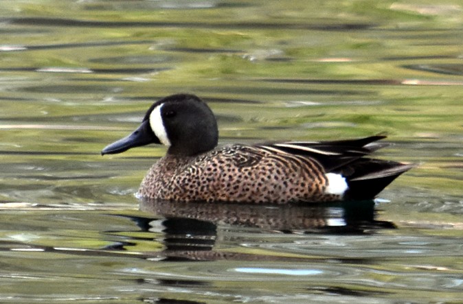 Blue-winged Teal - ML149208871