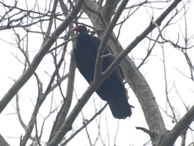 Turkey Vulture (Northern) - ML149211021