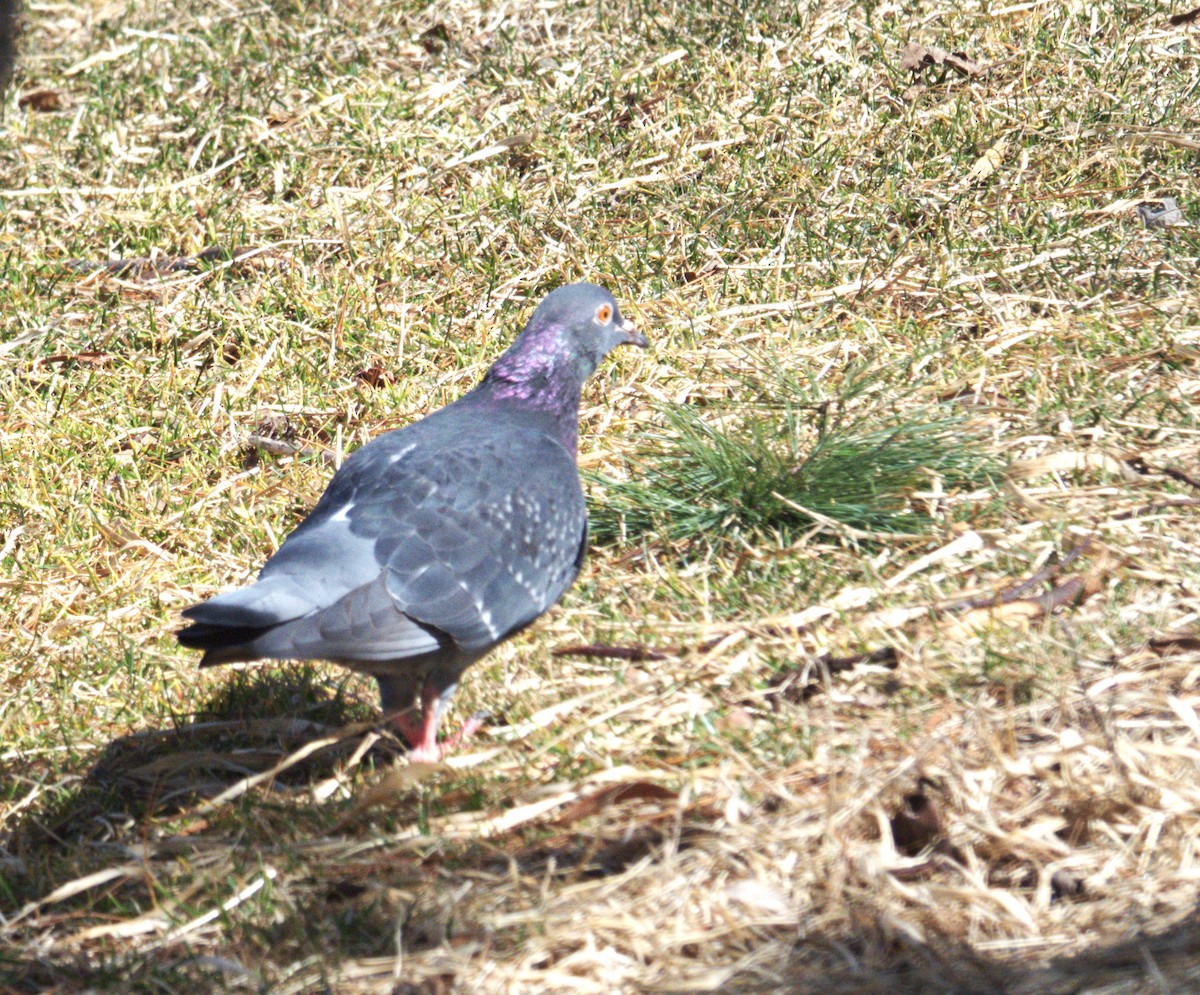Rock Pigeon (Feral Pigeon) - Paulo Krieser