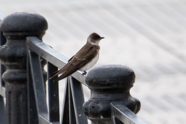 Brown-chested Martin - ML149212341