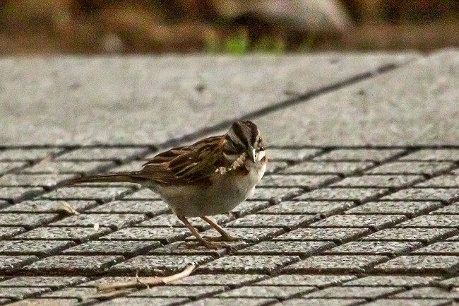 Rufous-collared Sparrow - ML149213171