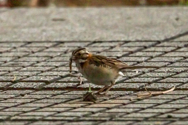 Rufous-collared Sparrow - Ann Van Sant