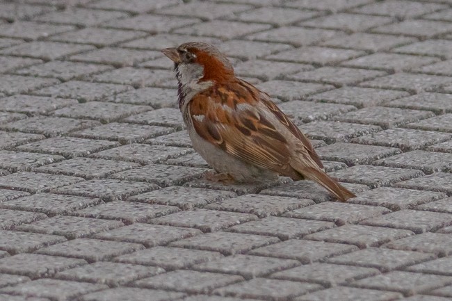 House Sparrow - Ann Van Sant