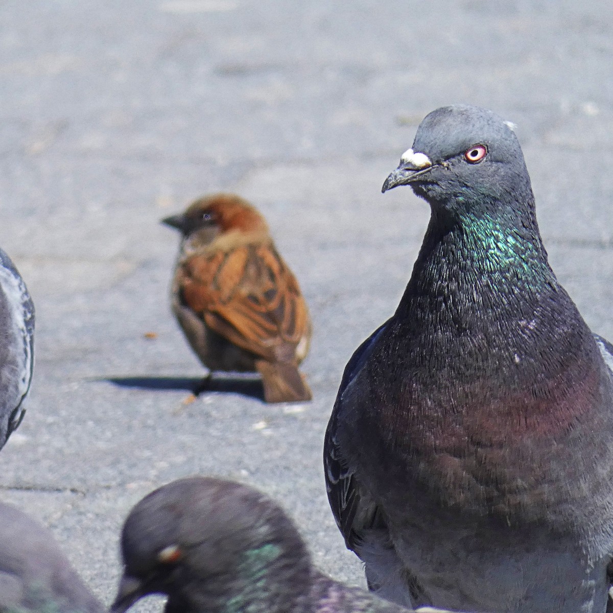 Rock Pigeon (Feral Pigeon) - Paulo Krieser