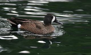 Blue-winged Teal, ML149215391