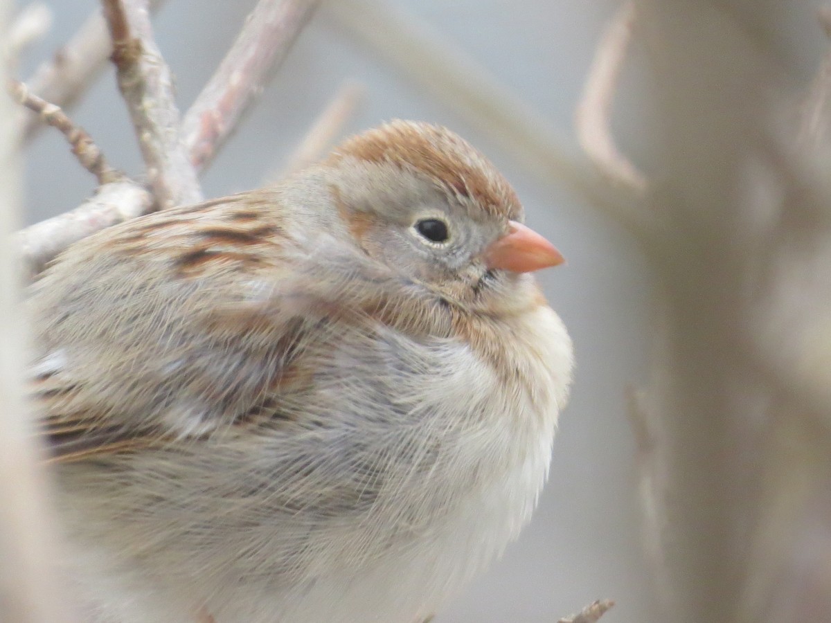 Field Sparrow - Rebecca Williams