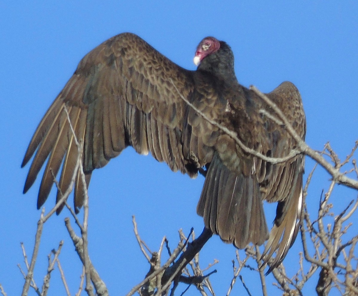 Turkey Vulture - ML149217771