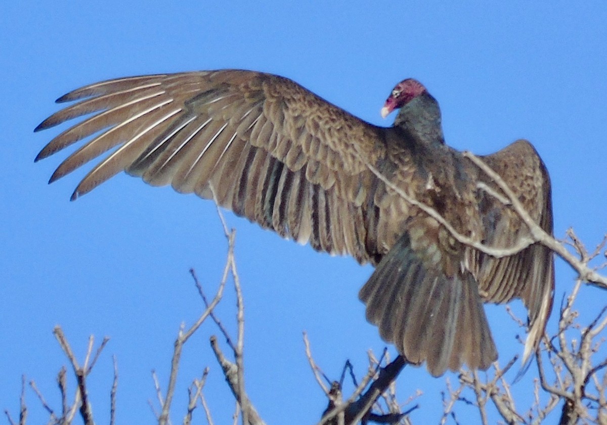 Turkey Vulture - ML149217831