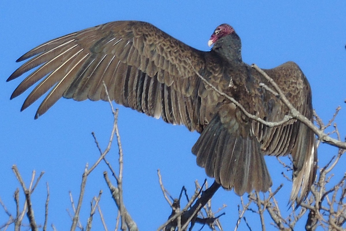 Turkey Vulture - ML149217841
