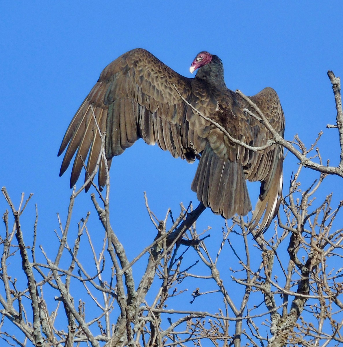 Turkey Vulture - ML149217851